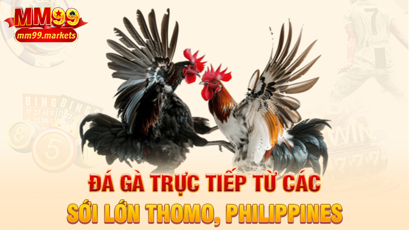 Đá gà trực tiếp từ các sới lớn Thomo, Philippines